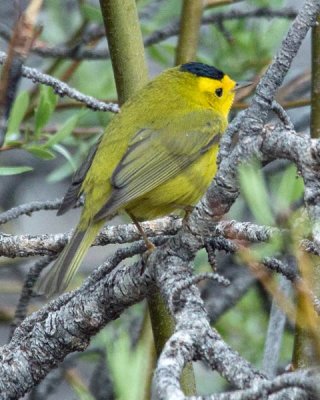 Wilson's Warbler 2