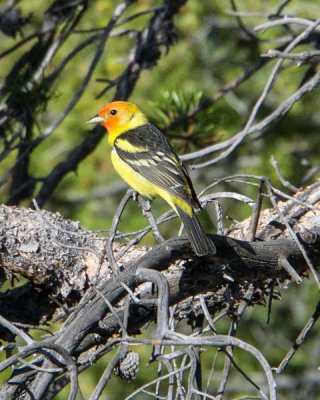 Western Tanager 1