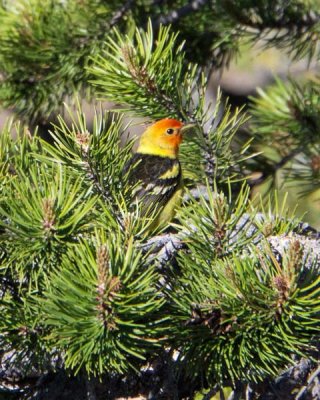 Western Tanager 2