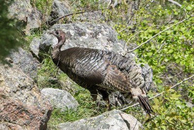 Wild Turkey 5