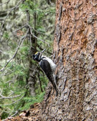 American Three-toed Woodpecker