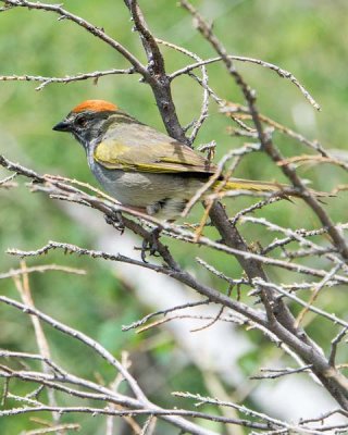 Green-tailed Towhee 2
