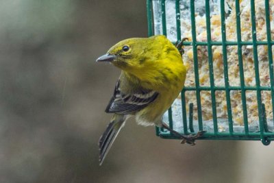 Pine Warbler 2