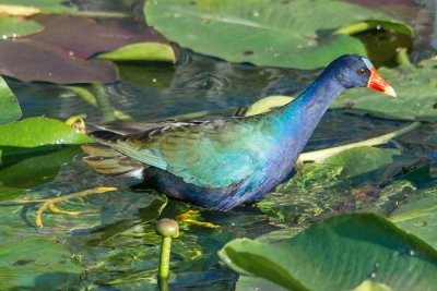 Purple Gallinule 4