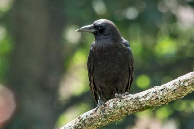 American Crow 1