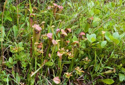 Mountain Sweet Pitcher Plant 1