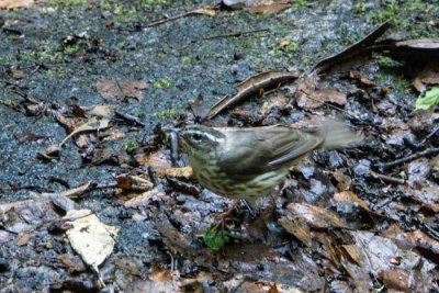 Louisiana Waterthrush