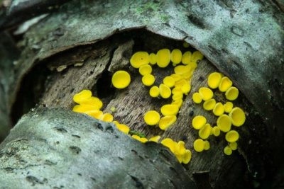 Yellow Fairy Cups 2   aka Lemon Disco Fungus