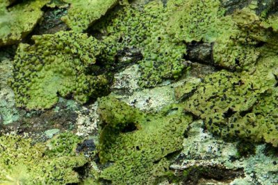 Common Toadskin Lichen