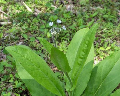 Wild Comfrey 1