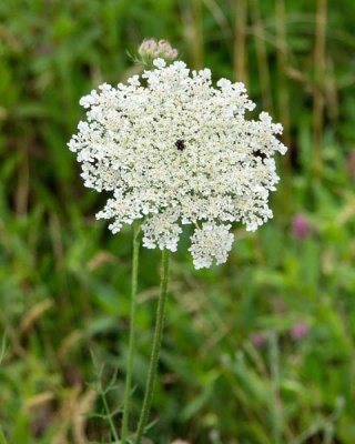 Queen Anne's Lace 2