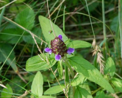 Common Selfheal 2