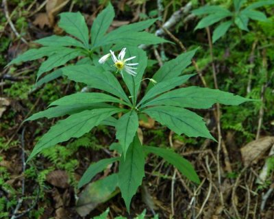 Whorled Wood Aster