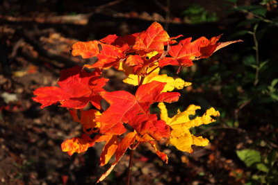 Fall Colours on Mont Royal, 19 Oct 2018.JPG