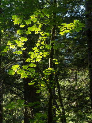 20130718_Parksville_0253.jpg