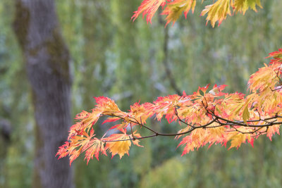 20171016_Butchar Garden_0285.jpg