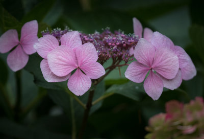 20171016_Butchar Garden_0344.jpg