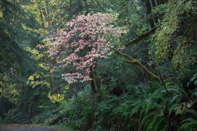 20171018_Stamp Falls_0072.jpg