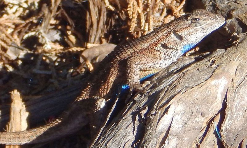 Blue Belly 2