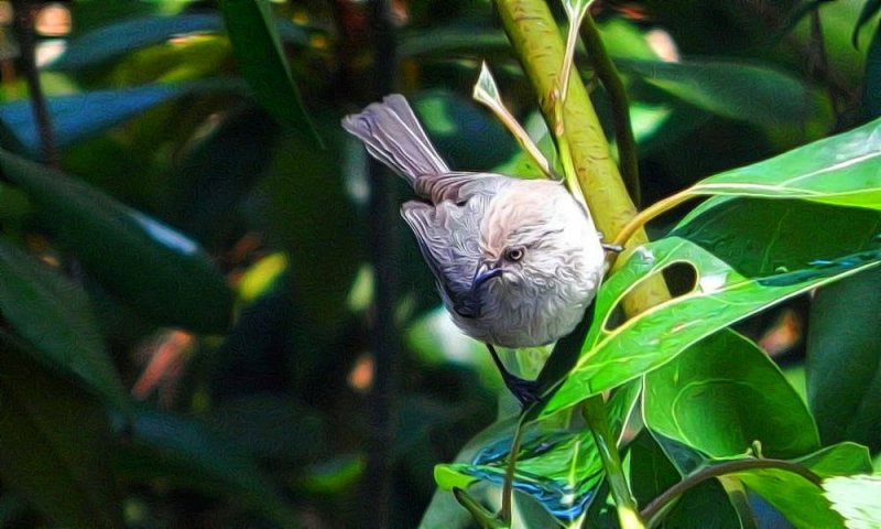 Bushtit