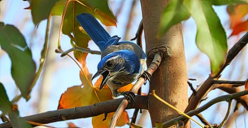 Scrub Jay in Courtyard