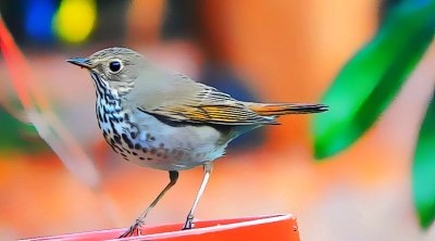 Hermit Thrush (Chipper)