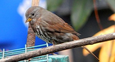 Fox Sparrow