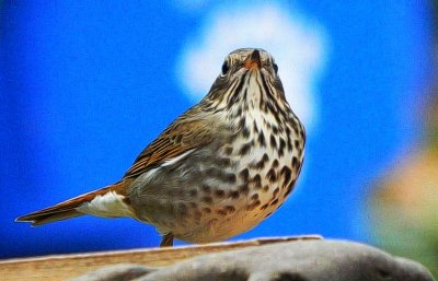 Chipper the Hermit Thrush