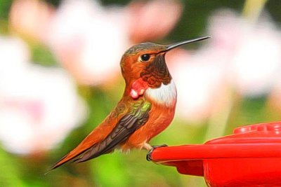 Rufous Hummingbird 2