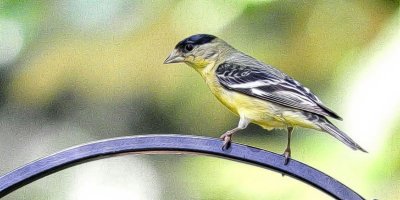 Lesser Gold Finch