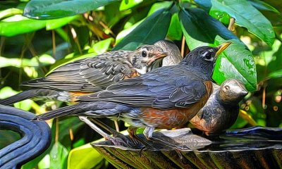 young robins