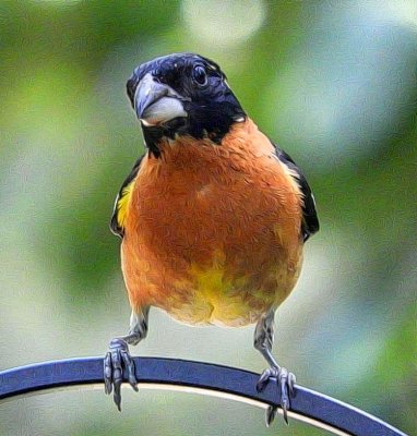 Black-Headed Grosbeaks