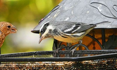 Black-Throated Gray Warbler