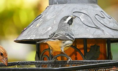 Black-Throated Gray Warbler