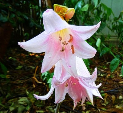Amaryllis Belladonna Lily