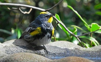 Yellow-Rumped Warbler