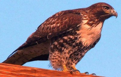 Hawk