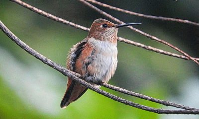 rufous