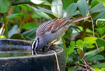 White Crowned Sparrow