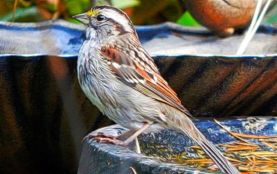 White-Throated Sparrow