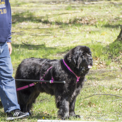 McKinley sports a beautiful harness.