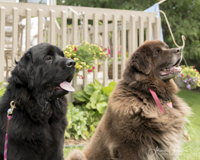 Storm & Sasha -18.jpg