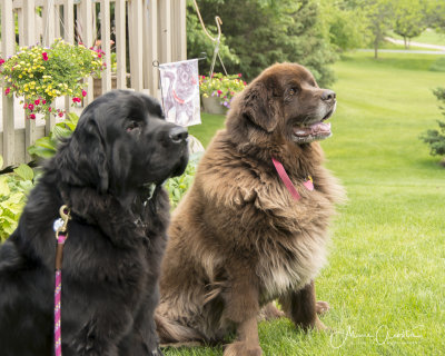Storm & Sasha-20.jpg