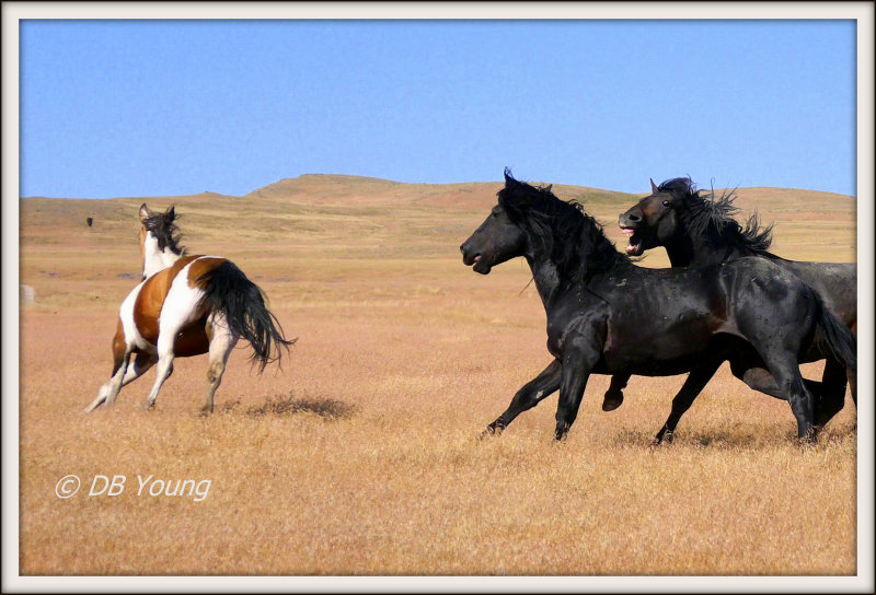 Stallions battle for a mare.