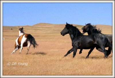 Stallions battle for a mare.