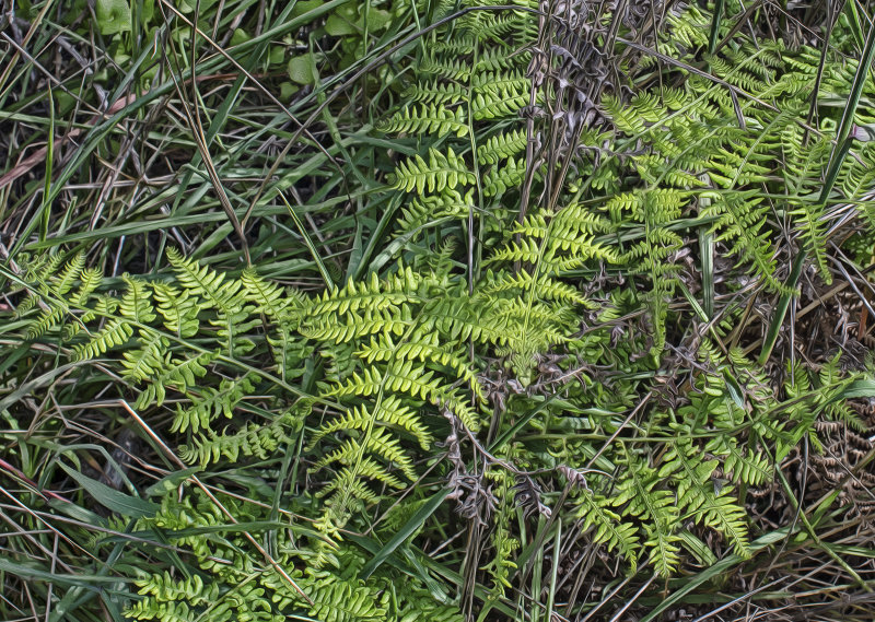 Ferns - Montano de Oro - California