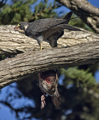 Peregrine Falcon and Duck - Los Osos, California