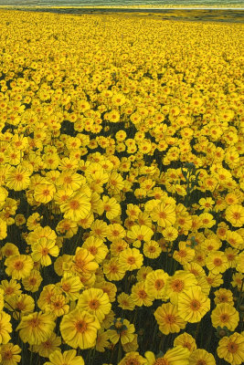 Coreopsis