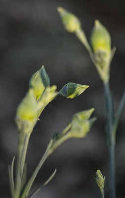 Flower Bud