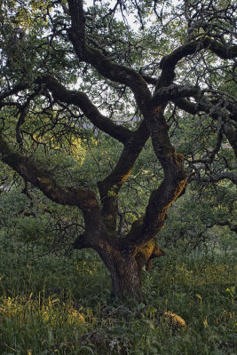 Oak Sunset